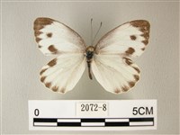 緣點白粉蝶藏品圖，第1張
