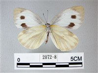 緣點白粉蝶藏品圖，第2張
