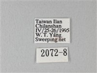 緣點白粉蝶藏品圖，第3張