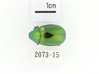 艷金龜藏品圖，第1張