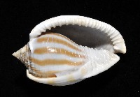 條紋鬘螺藏品圖，第4張