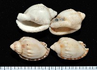 斑點小鬘螺藏品圖，第1張