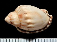 斑點小鬘螺藏品圖，第2張