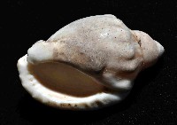 斑點小鬘螺藏品圖，第4張