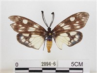 蓬萊茶斑蛾藏品圖，第1張