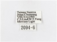 蓬萊茶斑蛾藏品圖，第3張