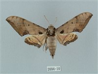 廣東鷹翅天蛾藏品圖，第1張