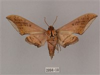 廣東鷹翅天蛾藏品圖，第2張