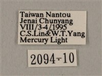 廣東鷹翅天蛾藏品圖，第3張