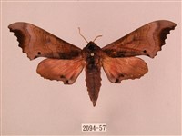 桃紅六點天蛾藏品圖，第1張