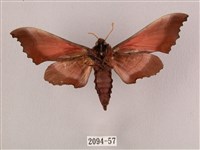 桃紅六點天蛾藏品圖，第2張