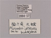 桃紅六點天蛾藏品圖，第3張