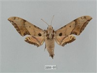 廣東鷹翅天蛾藏品圖，第1張