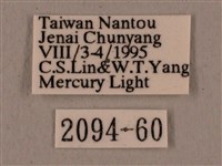 廣東鷹翅天蛾藏品圖，第3張