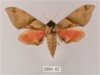 榆綠天蛾藏品圖，第1張