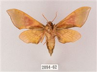 榆綠天蛾藏品圖，第2張