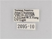 長斑擬燈蛾藏品圖，第3張