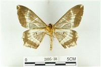 樹形尺蛾藏品圖，第2張