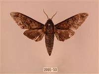 白星天蛾藏品圖，第1張