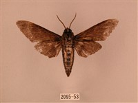 白星天蛾藏品圖，第2張