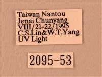 白星天蛾藏品圖，第3張