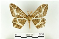 樹形尺蛾藏品圖，第1張