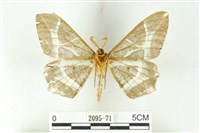 樹形尺蛾藏品圖，第2張