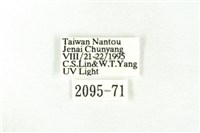 樹形尺蛾藏品圖，第3張