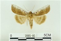 臺洒波紋蛾藏品圖，第1張