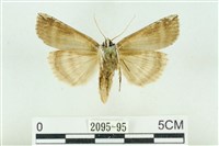 臺洒波紋蛾藏品圖，第2張