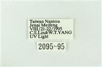 臺洒波紋蛾藏品圖，第3張