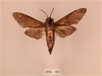 白星天蛾藏品圖，第2張