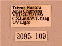 白星天蛾藏品圖，第3張