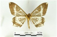 樹形尺蛾藏品圖，第2張