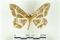 樹形尺蛾藏品圖，第1張