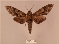 白星天蛾藏品圖，第1張