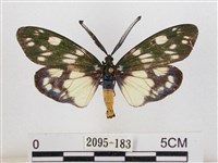 蓬萊茶斑蛾藏品圖，第1張