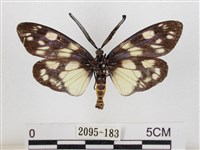 蓬萊茶斑蛾藏品圖，第2張