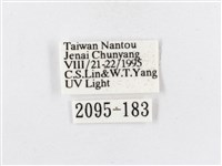 蓬萊茶斑蛾藏品圖，第3張