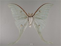 長尾水青蛾藏品圖，第1張