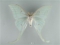 長尾水青蛾藏品圖，第2張