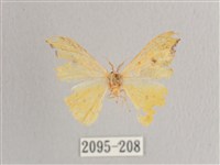 彎黑黃鉤蛾藏品圖，第1張