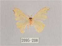 彎黑黃鉤蛾藏品圖，第2張