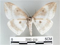 圓翅大鉤蛾藏品圖，第2張