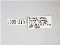 圓翅大鉤蛾藏品圖，第3張