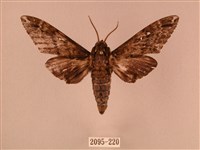 白星天蛾藏品圖，第1張