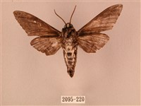 白星天蛾藏品圖，第2張