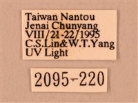 白星天蛾藏品圖，第3張