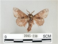 銀肩枯葉蛾藏品圖，第1張