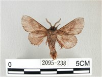 銀肩枯葉蛾藏品圖，第2張